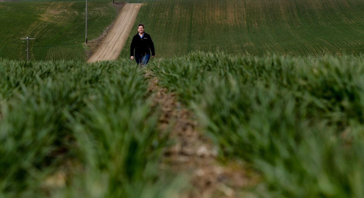 Fairfield farmer Marci Green walks through a field of winter wheat on her property on Thursday. She grows wheat and several other crops between Fairfield and Rockford.  (Kathy Plonka/The Spokesman-Review)