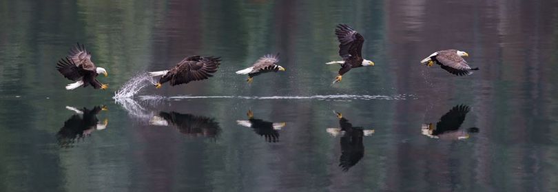 A multi-exposure image by Spokane pastor-photographer Craig Goodwin illustrates the sequence of a bald eagle snatching a spawning kokanee this week from the waters of Lake Coeur d'Alene. (Craig Goodwin)