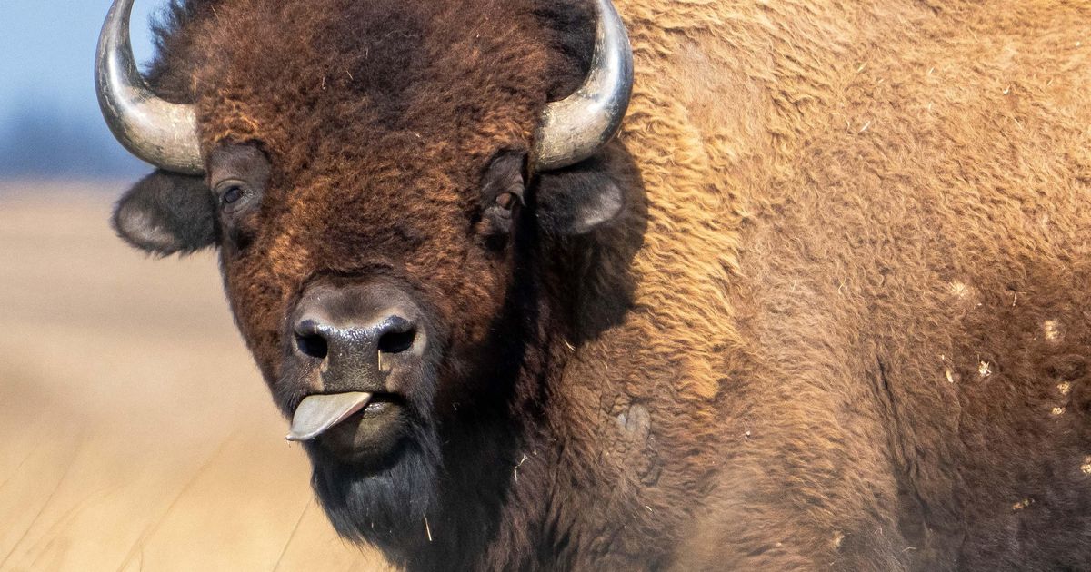 Trump administration moves to push bison off Montana land