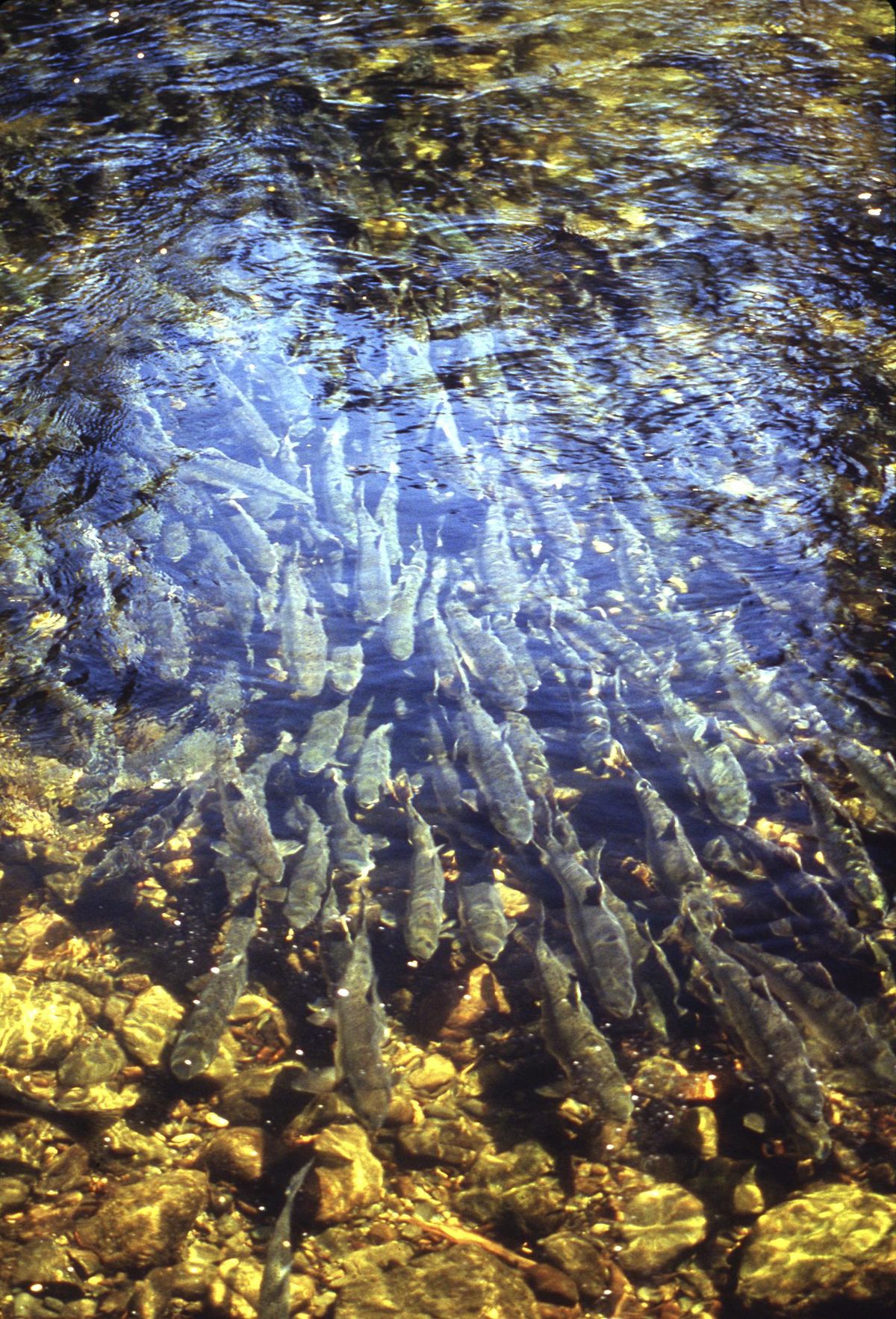 This 1991 photo provided by the Alaska Department of Fish and Game shows spawning pink salmon in Anan Creek, near Wrangell, Alaska. In 2019, wild populations of pink salmon are flourishing. Their numbers are enhanced by the annual release of 1.8 billion fish from Alaska hatcheries and critics say they’re having an effect on other species. (John Hyde / AP)