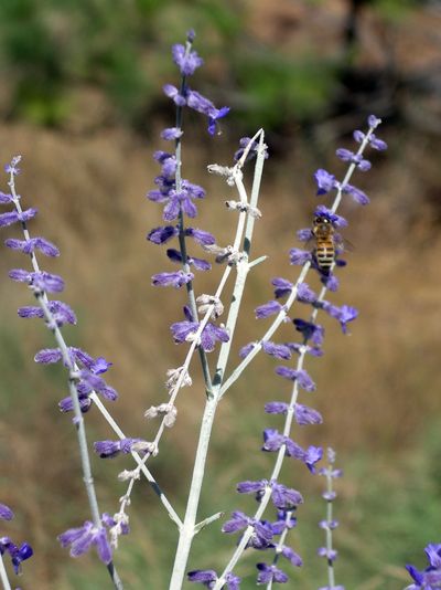 A honeybee searches for nectar on a Russian sage plant. The small flowers are a perfect size for small pollinator insects on which to forage.