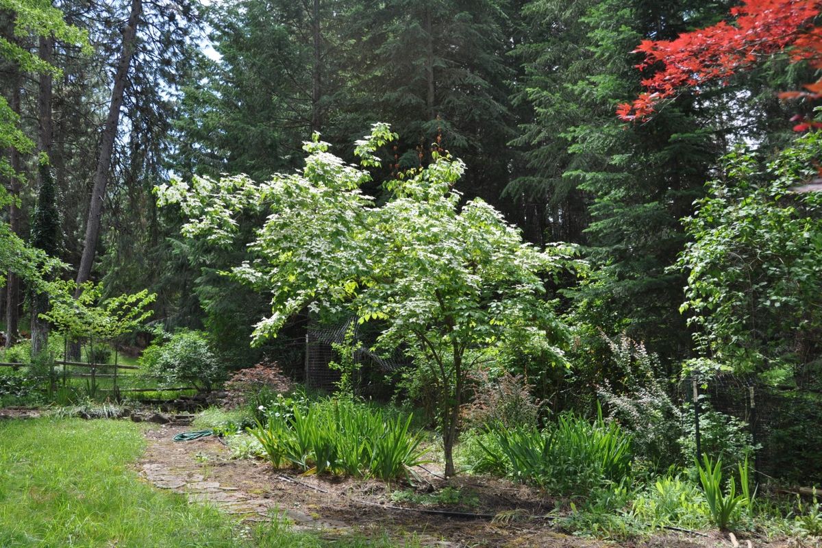 This long-neglected flower bed is getting a makeover in Pat Munts’ backyard. Over the years trees have grown and reduced the sun enough that it is now a shade garden most of the day.  (Pat Munts/For The Spokesman-Review)