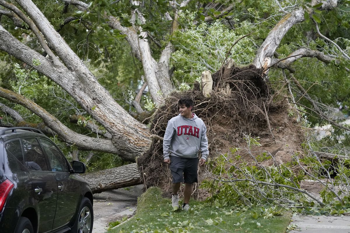 A man walks past a fallen tree Tuesday in Salt Lake City. Hurricane force winds caused widespread damage and power outages throughout northern Utah. (Rick Bowmer)