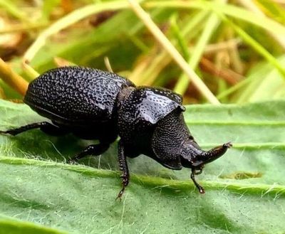 This male rugose stag beetle, recently photographed in Vancouver, is probably on the prowl for a mate.  (Courtesy/River Ritcey)