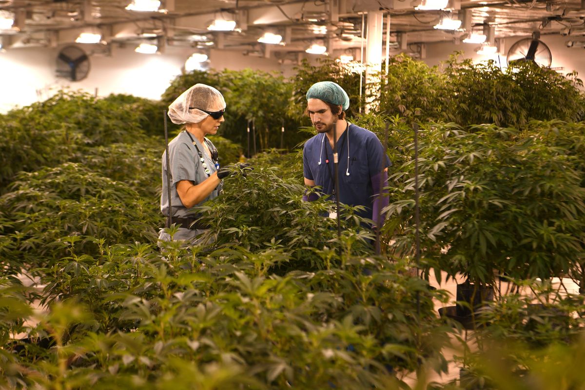 In a large mother room, propagation manager Brooke Smith, left, and Jordon Charbonneau talk about harvesting clippings to create new plants at Phat Panda, the largest cannabis growing operation in Spokane, shown Wednesday, April 11, 2018. (Jesse Tinsley / The Spokesman-Review)