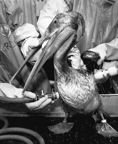 A  pelican is cleaned Saturday at the Fort Jackson Wildlife Rehabilitation Center at Buras, La.,  after being exposed  to an oil spill in the Gulf of Mexico.  (Associated Press)