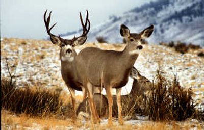 Mule deer and other big game depend on both public and private land for survival.
(File / The Spokesman-Review)