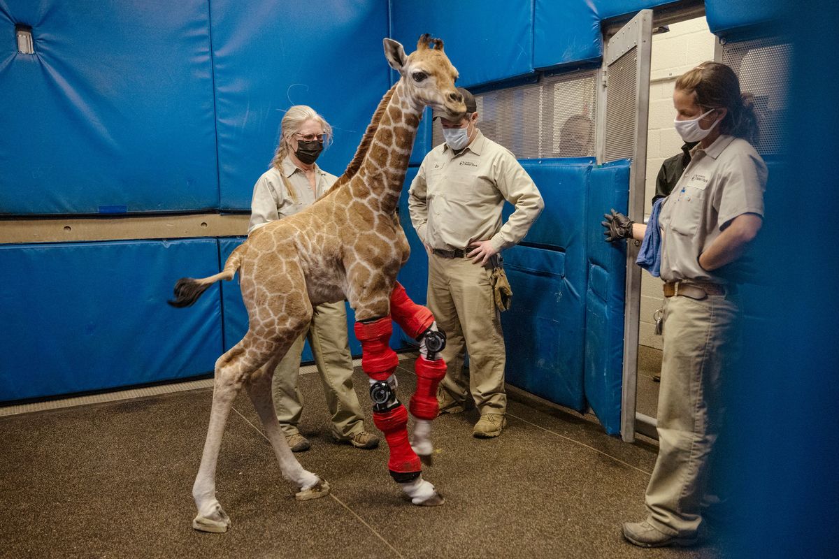 Msituni, a giraffe calf born with a disorder, tries out fitted braces Feb. 10 at the San Diego Zoo Safari Park.  (HONS)