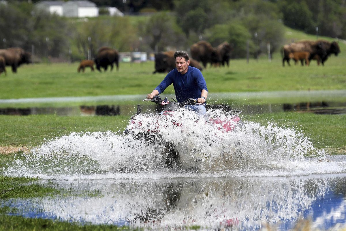 Layne Spence, caretaker of the Medicine Bull Bison Ranch west of Missoula,  navigates his four-wheeler through standing water in a pasture at the ranch Thursday, May 10, 2018, after reuniting a wayward calf with the rest of the herd after it was separated. Floodwater from the nearby Clark Fork River and rising groundwater has reduced the grazing area on the ranch by about half. (Kurt Wilson / The Missoulian)