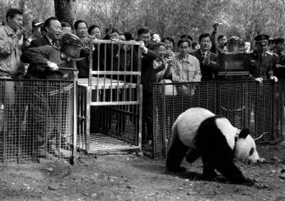 
 Xiang Xiang, seen here being released in April 2006,  was found dead Feb. 19 in a southwest Chinese province.
 (File Associated Press / The Spokesman-Review)