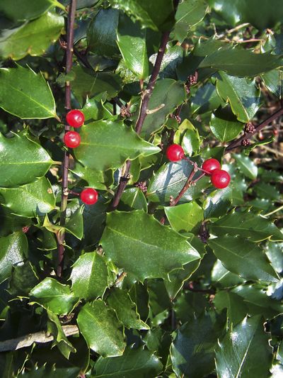 The American holly plant  grows all along the East Coast, from Florida to Maine.  (Associated Press / The Spokesman-Review)