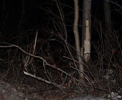 The eyes of a grizzly bear glow in the dark in the beam of a spotlight as it sits tangled in the brush after being caught in a wolf trap Dec. 17, 2013, west of Dupuyer, Mont. (Mike Madel)