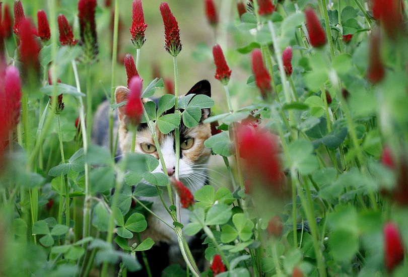 ORG XMIT: ORROS101 A cat walks in a field of crimson clover growing on a ranch near Elkton, Ore., on Tuesday, May 12, 2009.  (AP Photo/The News-Review, Robin Loznak) (Robin Loznak / The Spokesman-Review)