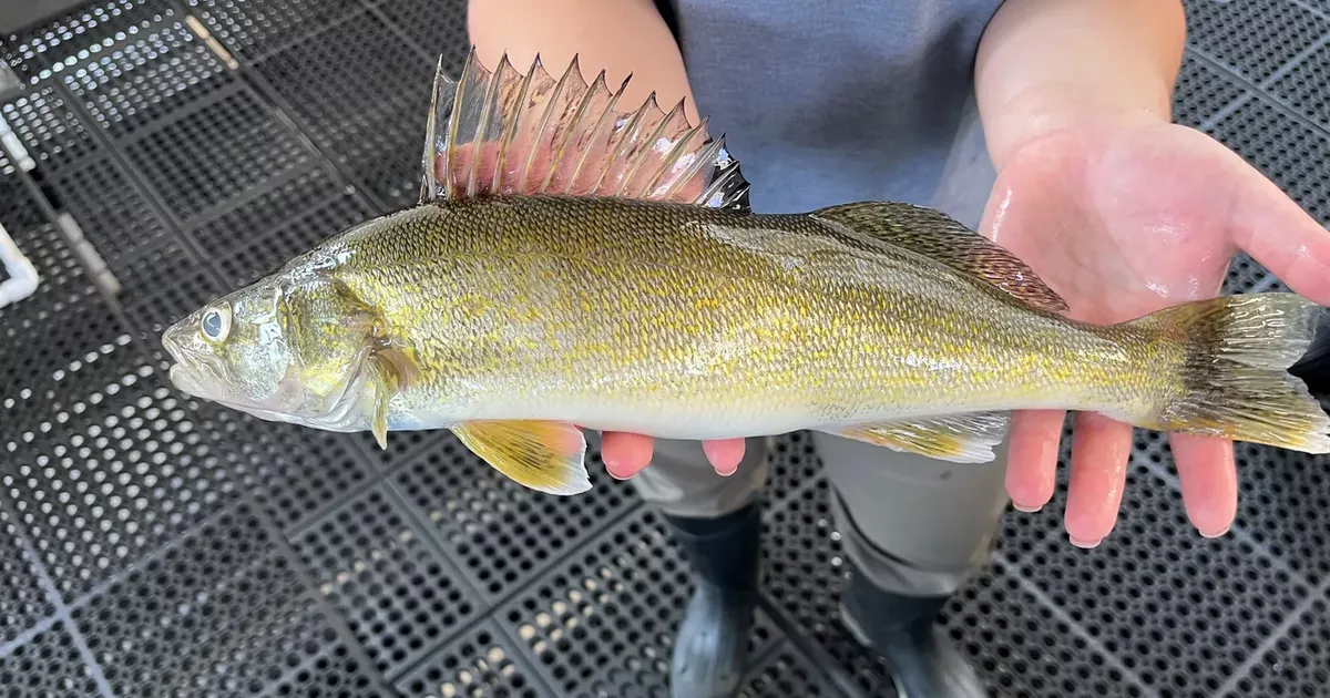 Walleye feeding on conveyor belt of juvenile salmon
