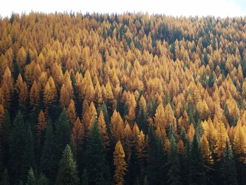 Larch in full autumn color in mid-October as seen from I-90 east of Lookout Pass. (Rich Landers)