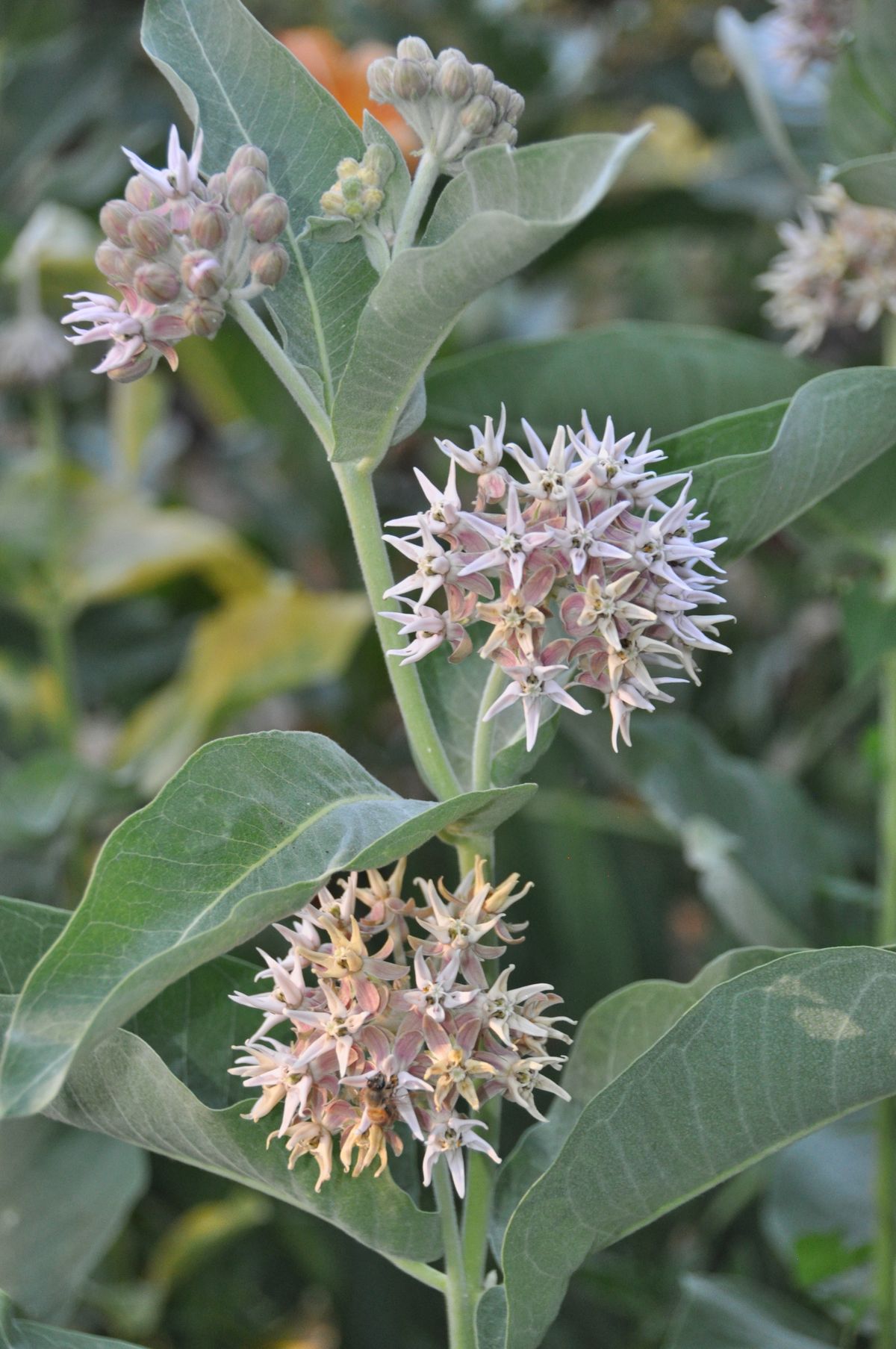 Showy milkweed flowers are fragrant and draw not only monarch butterflies but a wide variety of other pollinators. The plant has distinctive flowers and broad gray-green leaves. These plants have taken over a moist section of Pat Munts’ garden and will have to be reined in to keep them in bounds.  (Pat Munts/For The Spokesman-Review)