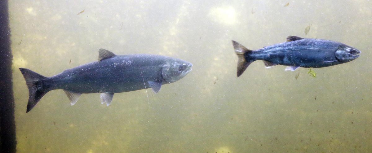 A coho salmon, left, and a Chinook salmon swim past viewing windows at a fish ladder where salt water transitions to fresh at the Ballard Locks in Seattle. (Elaine Thompson / Associated Press)