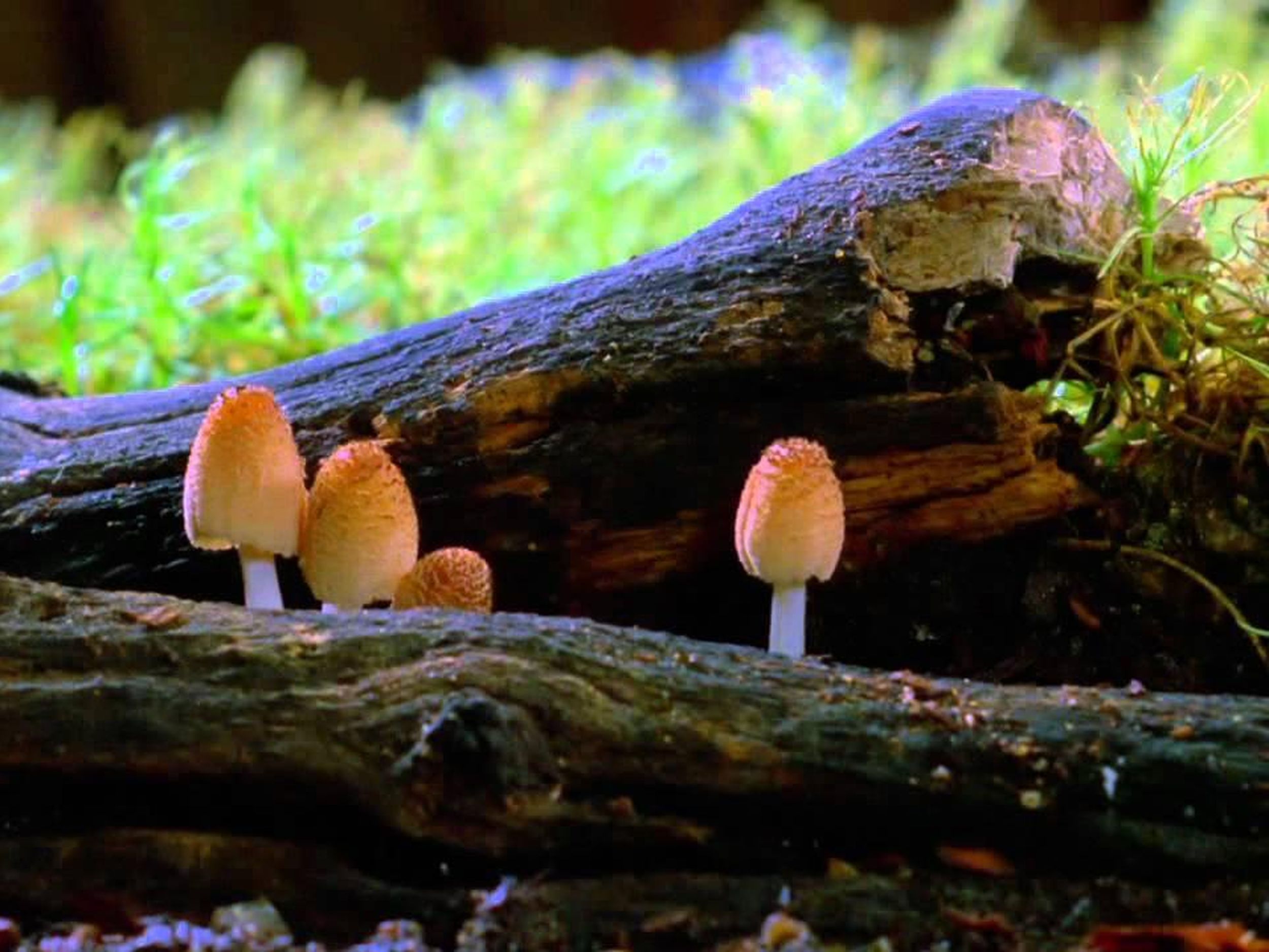 review mushrooms are new superheroes in documentary fantastic fungi the spokesman review