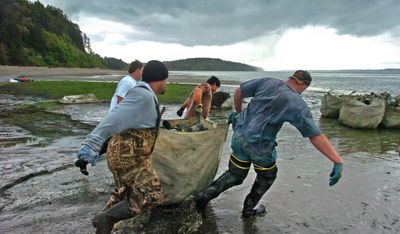 Workers run a sack of plastic tubes toward a barge after the tubes were removed from a bed of geoducks in this May  2007 photo in Longbranch, Wash. Taylor Shellfish Farms is farming geoducks on about 14 acres of sandy beach at the low tide level on the Key Peninsula.  (Associated Press / The Spokesman-Review)