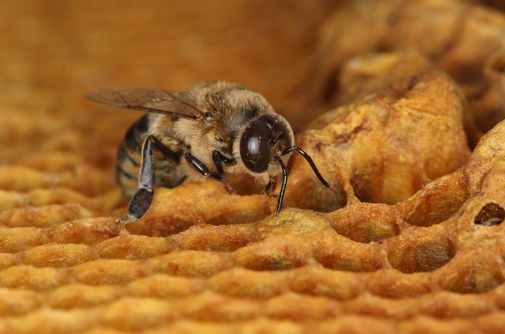 Bees Struggle To Survive Oregon’s Brutal Winter 