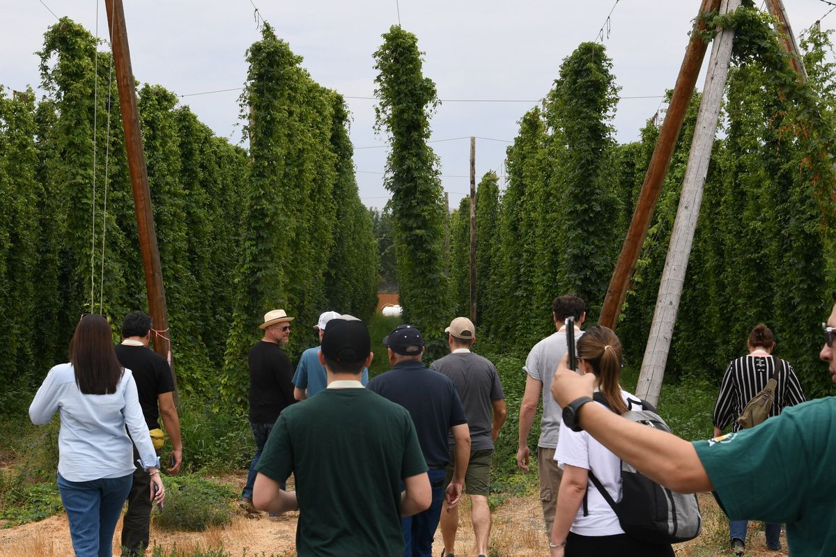 Jeff Perrault, in straw hat at left, leads a tour of hops fields at Perrault Farms for a group from the Beer Institute Wednesday, Aug. 27, 2025.  (Nick Gibson/THE SPOKESMAN-REVIEW)