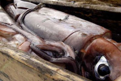 
A Humbolt Giant Squid waits to be cleaned.
 (The Spokesman-Review)