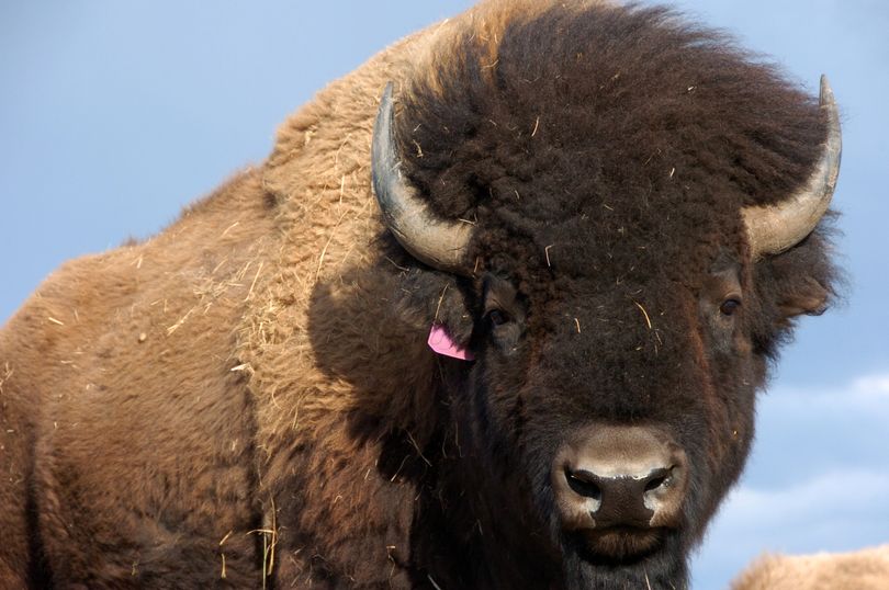 Western lawmakers are seeking to elevate the plains bison to a status similar to that of the iconic bald eagle. (Associated Press)