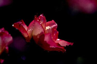 
A rose collects the early morning watering at Manito Park. Preparing roses for winter is an important process to continue vibrant blooms for the next season.  
 (Brian Plonka / The Spokesman-Review)