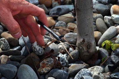 
BiJay  Adams,  of the Liberty Lake Sewer and Water District, holds up a drip irrigation head in the demonstration garden at the district's office. The drip irrigation system is an efficient way to  water plants. 
 (Liz Kishimoto / The Spokesman-Review)