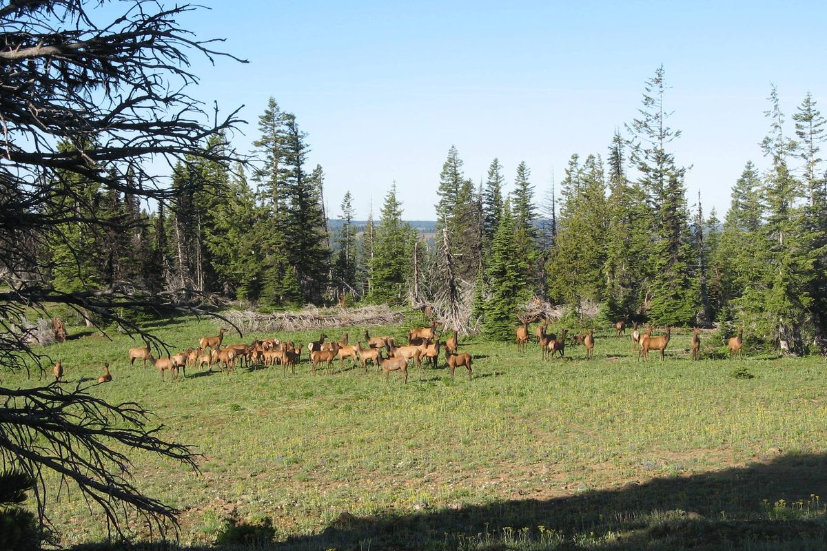 About four dozen elk -- cows, yearlings and calves -- feed in a meadow on a ridge in the Blue Mountains of Washington. (Ken Vanden Heuvel )