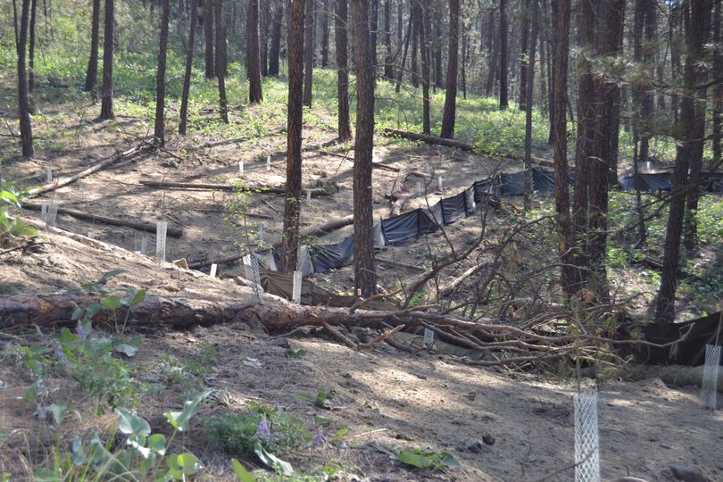 The the illegal road cut on the South Hill bluff is being restored to a natural condition and replanted with native vegetation. (Avista)