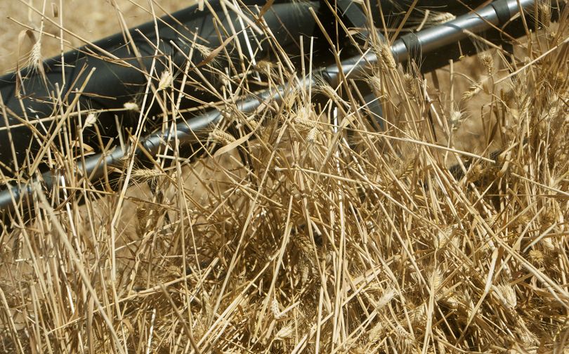 Wheat churns as it is harvested by Joel Zwainz’s combine on Monday.