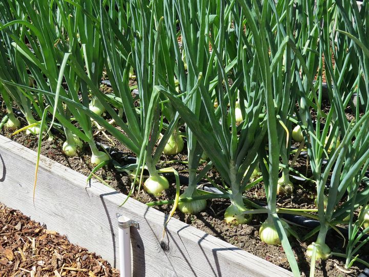 In the Garden: How to grow onions | The Spokesman-Review