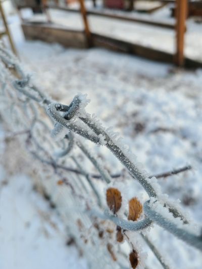 Mead’s Olive Utley, 12, submitted this photo of a frosty fence for the A to Z Scavenger Hunt.  (Olive Utley)