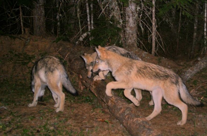 These Diamond Pack wolf pups triggered a remote camera stationed in northeastern Washington by the Washington Department of Natural Resources in cooperation with the state Fish and Wildlife Department. The motion-triggered cameras help monitor wolf movements and numbers.  (Washington Department of Natural Resources)