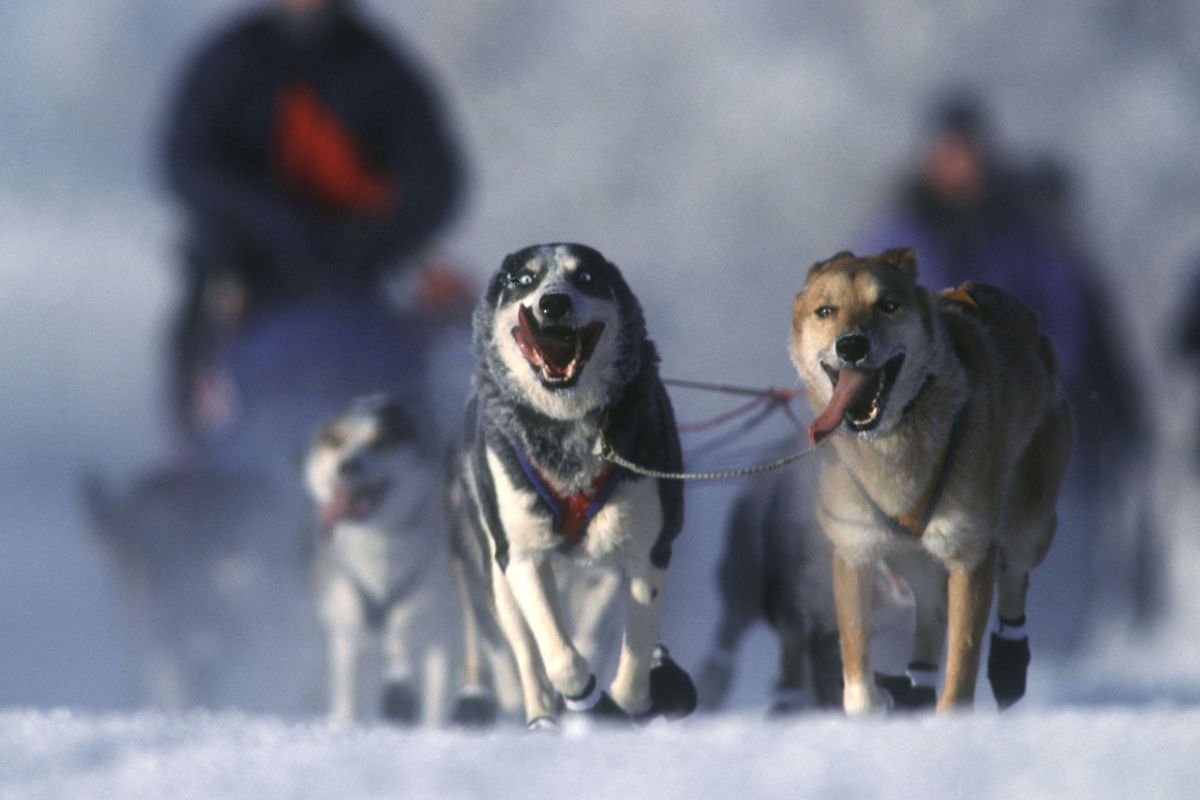 Schlittenhundernnen Yukon Quest in Fairbanks,Whitehorse, Alaska. (Alexander Hassenstein / Alexander Hassenstein/Getty Images)