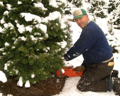 
Larry Cooke, owner of Forever Green Tree Farm, cuts down a white fir Christmas tree for wholesale. Wholesale harvest takes place for about two weeks before Thanksgiving then the farm is open for the public to come and choose their own Christmas tree. 
 (Barbara Minton / The Spokesman-Review)