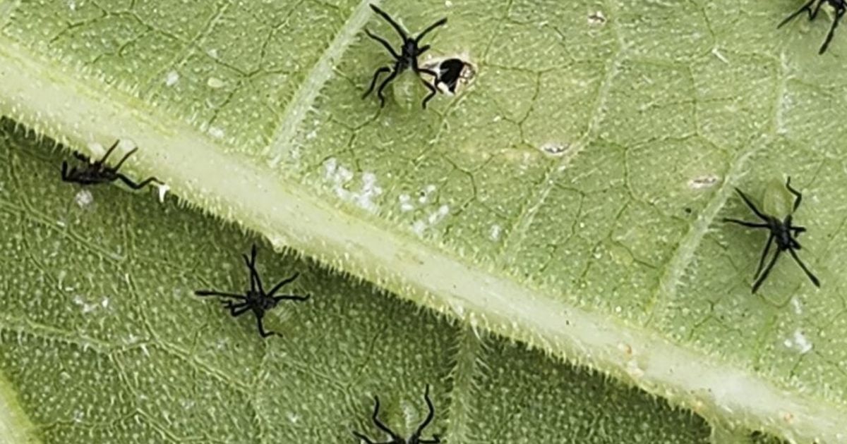 Gardening: Plants wilting and dying? It could be the elusive squash bug