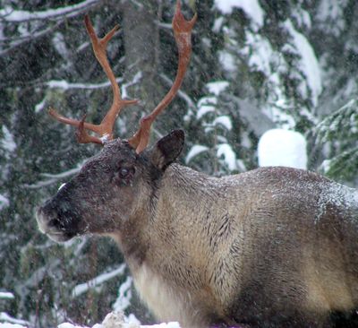 This November 2005 photo provided by the British Columbia Forest Service shows a South Selkirk caribou moving with its herd north through the Selkirk Mountains about three miles north of the U.S. border. (Associated Press)