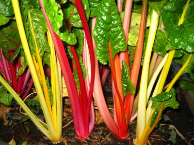 Because Swiss chard is very hardy, it can be left in the garden to be harvested during the fall. The cultivar Bright Lights is shown here. Special to  (SUSAN MULVIHILL Special to / The Spokesman-Review)