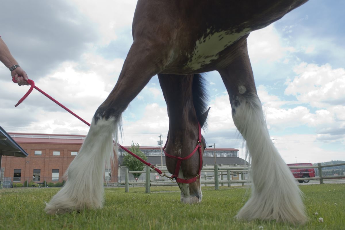 A Clydesdale named Fez reaches for a treat of green grass while on display for visitors Tuesday at the Spokane County Fair and Expo Center. The horses are in Spokane for appearances and can be seen by visitors entering the red gate of the fairgrounds on Broadway Avenue. (Jesse Tinsley)