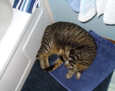 Thor is a clean cat