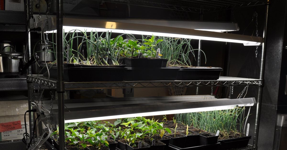 Give seedlings lots of light to get a good start