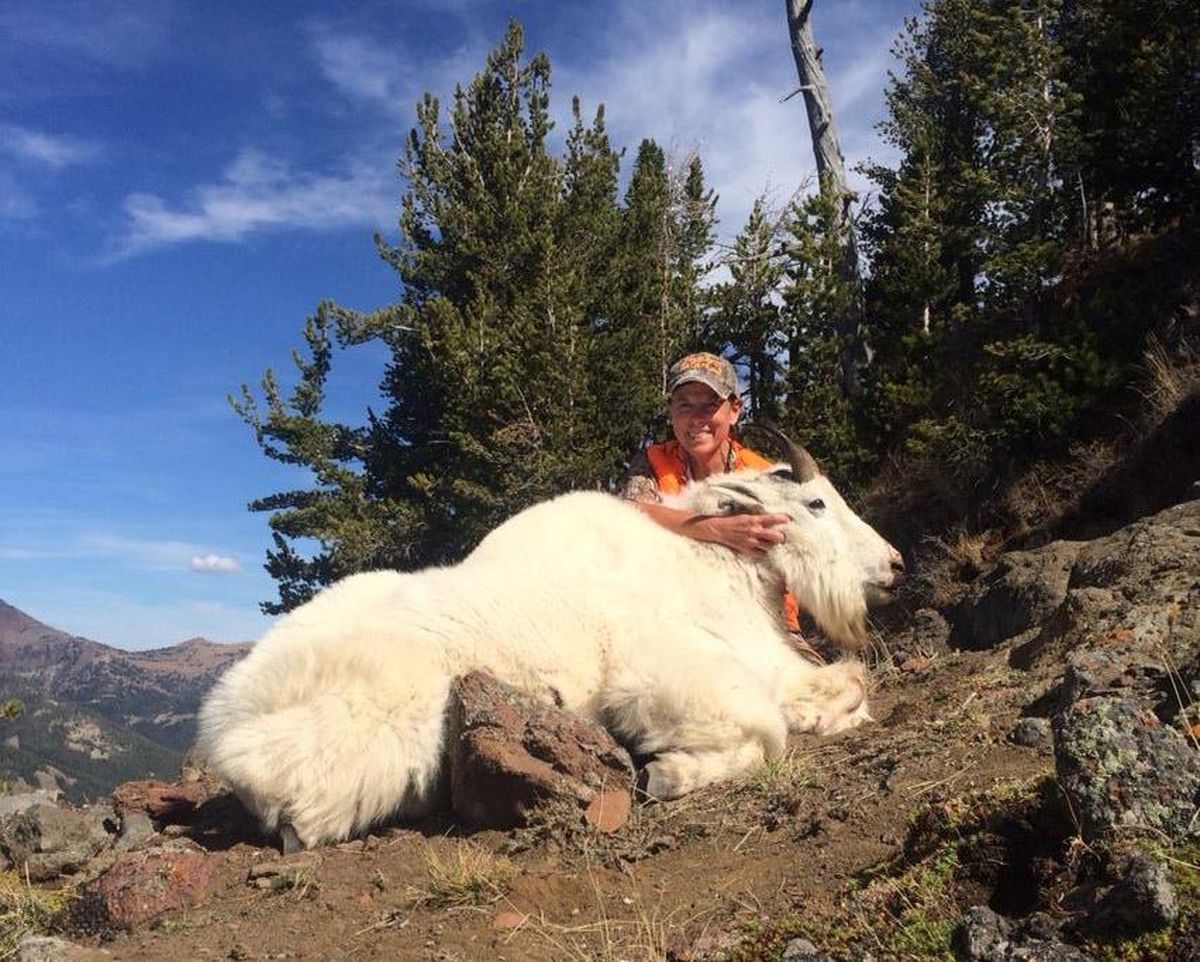 Former Billings resident Cathy Percy shot this big mountain goat on Sept. 25 while hunting in the Absaroka-Beartooth Wilderness. A week earlier she had filled her bighorn sheep tag. (Photo courtesy of Hell’s A-Roarin Outfitters / Photo courtesy of Hell’s A-Roarin Outfitters)