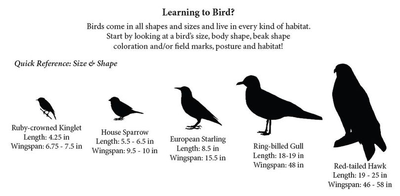 Bird size chart helps birdwatchers put species into perspective. (National Audubon Society)