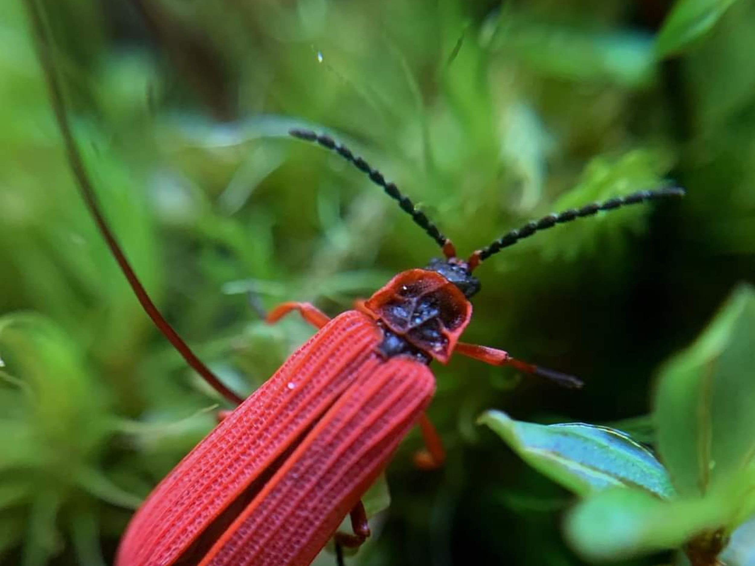 Bugging the Northwest: The bright side of this beetle is its stinky warning