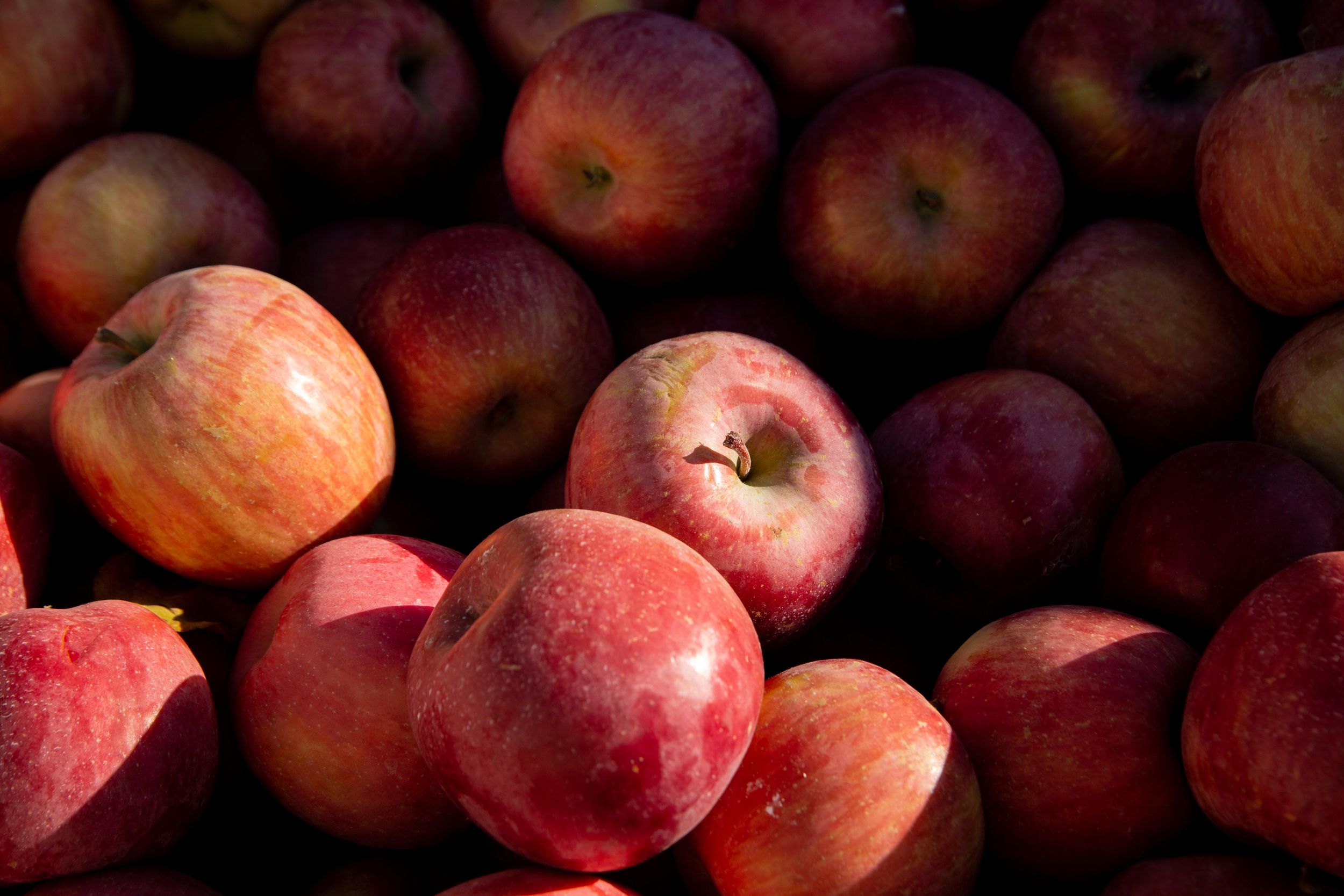 Washington apple growers produced a big crop, report says The