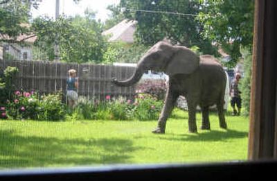 
An elephant wanders through a WaKeeney, Kan., backyard on Thursday.The elephant was one of two that escaped a traveling circus in WaKeeney, apparently frightened by a severe storm.Associated Press
 (Associated Press / The Spokesman-Review)