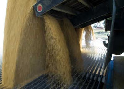 
About 1,000 bushels of club wheat are unloaded from a farm truck and into a grain silo at the Davenport Union Warehouse Co. in early August.
 (Colin Mulvany / The Spokesman-Review)