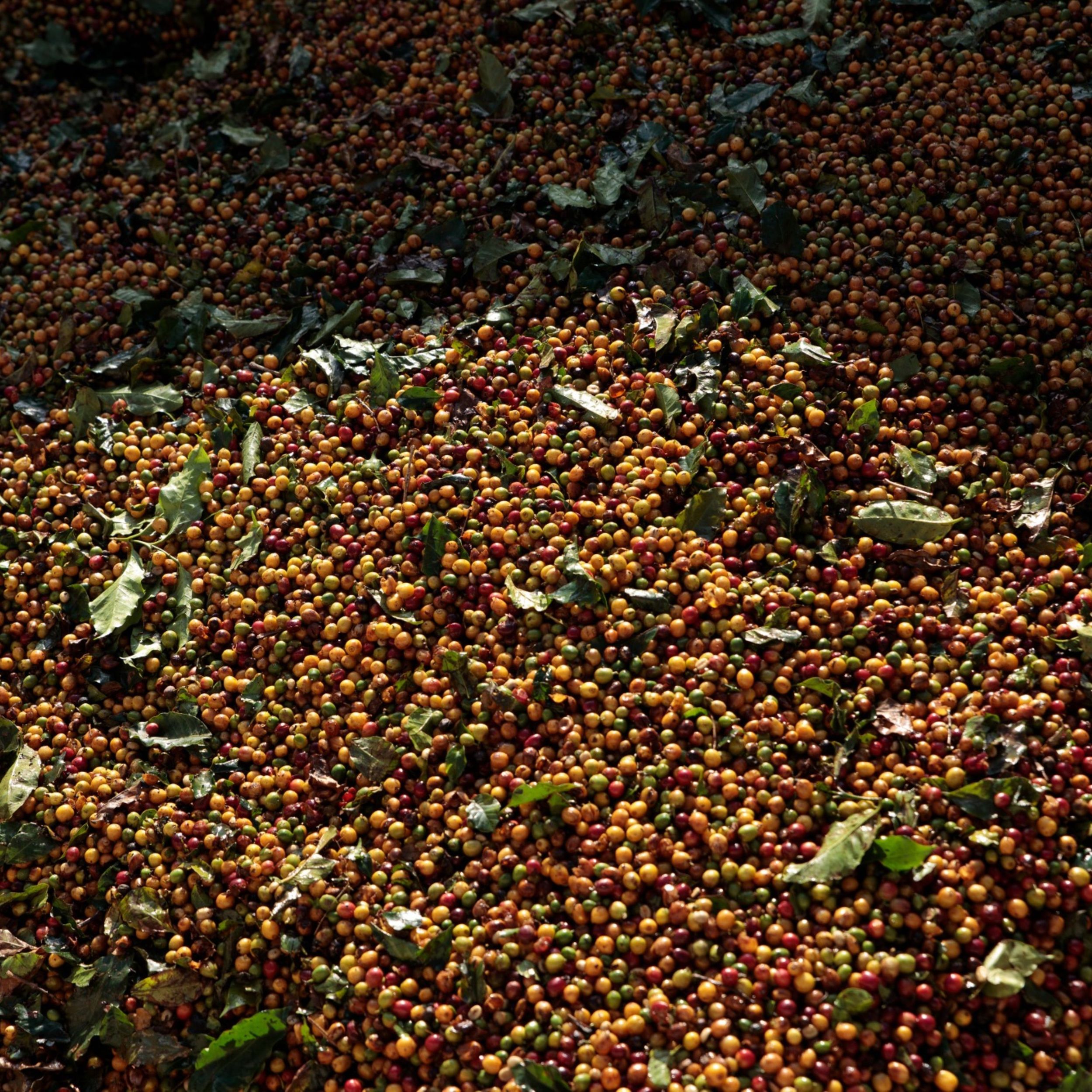 Robusta prices increase in Brazil due to dollar rise, weather in